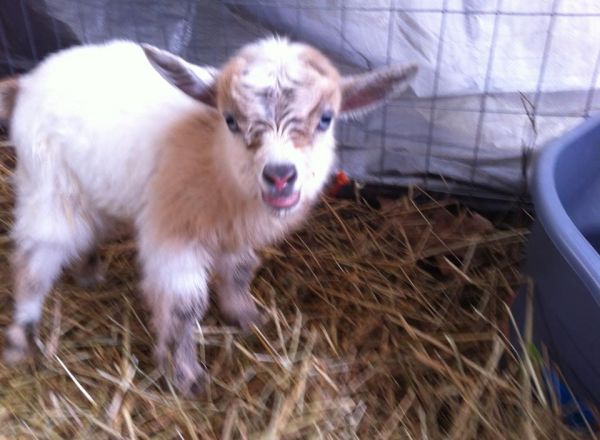 Totes baby GOATS!